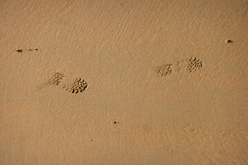 Spuren im Sand