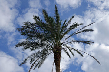 Palme