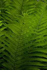 macro photo of green fern petals. The fern bloomed. Fern on a background of green plants. Beauty is in the little things