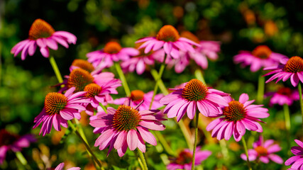 Flowers in the Garden