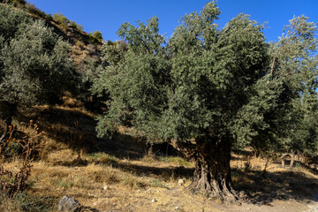Olive trees as seen from the trail along Nahal [stream] Rosh Pina up towards  Safed [Zefat] from...