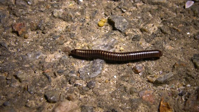 A small Julidae crawls quickly on the ground at night