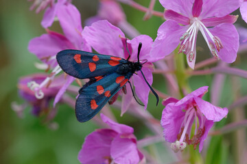 Five-spot burnet (Zygaena trifolii) on a flower