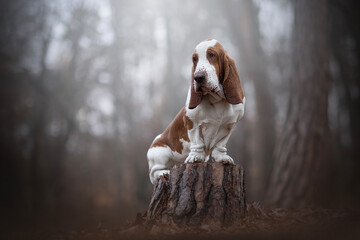 Basset Hound in the forest