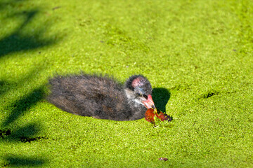 Chick of Eurasian Common Moorhen (Gallinula chloropus) on water whith a leaf in the beak and among...