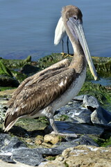 Pelícano en el puerto de Cartagena de Indias, en el mar Caribe, en el norte de Colombia