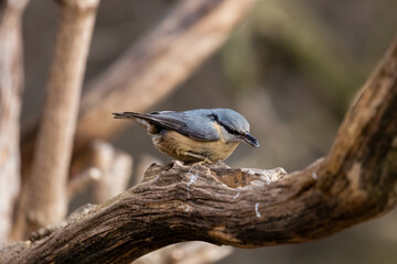 Eurasian Nuthatch, Barrel, Sitta europaea, a bird sings on a branch in the forest, a bird, a loud singing, birds singing in the forest.