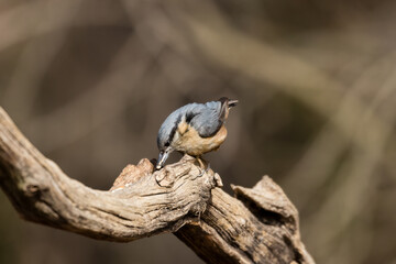 Eurasian Nuthatch, Barrel, Sitta europaea, a bird sings on a branch in the forest, a bird, a loud singing, birds singing in the forest.