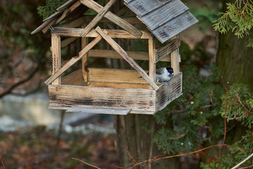 Bird chickadee (lat. Poecile palustris or Parus palustris) flew to the bird feeder behind seeds. Late autumn. November 2021.