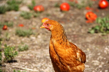 Range chicken in the farm.
Portrait of a Red Rooster