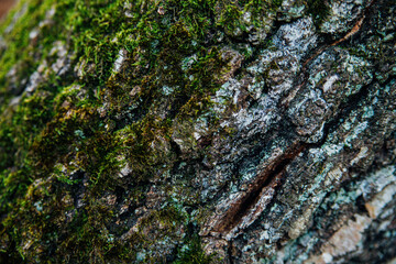 Green moss grows on the bark of a tree. Tree in the park close-up. Relief texture and background.