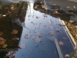 fallen leaves in stagnant water on a flat roof with building reflection