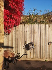 vivid red leaf Virginia creeper in Autumn with wooden fence old wheelbarrow and rolled up hosepipe