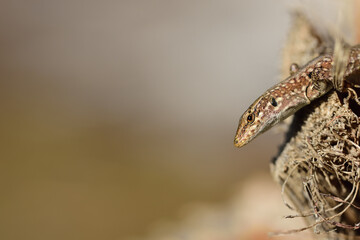 a reptile, a curious lizard, looks into the picture from the right, sitting on a palm tree. There is a lot of space for text