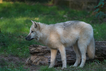 A mongolian wolf in saarland at summer, copy space