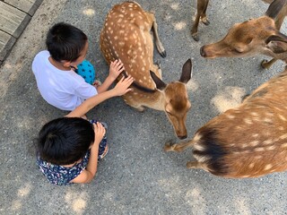 奈良公園の鹿と子供達