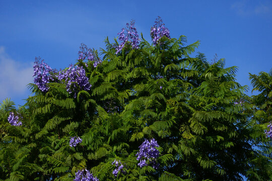 Jacaranda Baum