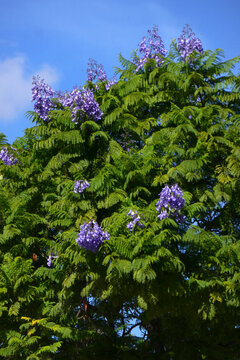 Jacaranda Baum