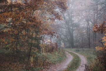 Footpath through autumn, foggy forest. 