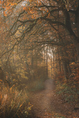 Footpath through autumn forest, touched by the light of the morning sun.
