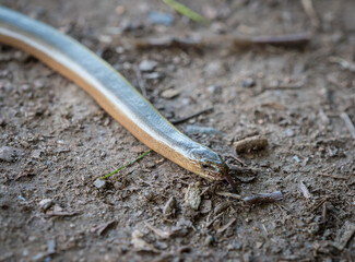 A grass snake closeup at summer in saarland, copy space