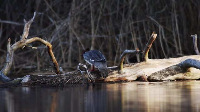 Slow motion footage of a mergus merganser female that swims in a lake and jumps on to a dead tree lying in the water and starts preening her feathers.