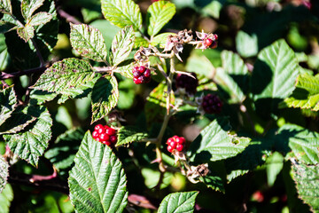 Ripe and unripe blackberry fruits on the bush.