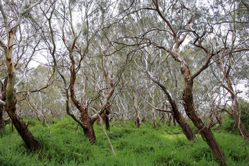 eucalypt trees in bushland