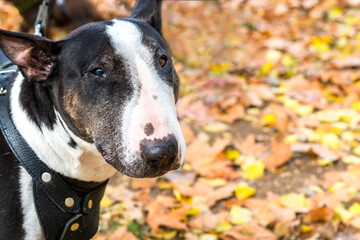 Spotted bull terrier on background of autumn foliage. Portrait, head shot. Bull terrier in harness, female dog, front view