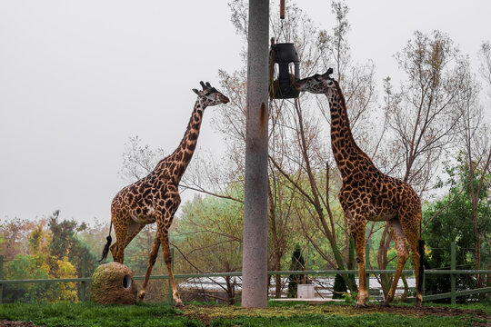 African giraffes eat in an open enclosure at the zoo. wildlife, mammals