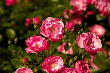 Green bush with beautiful pink rose flowers in sunlight. Springtime blossom concept.