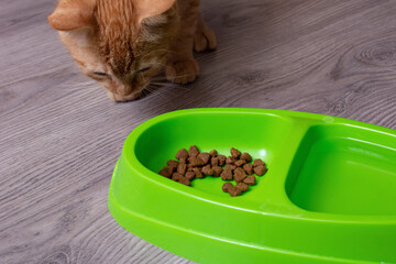 Ginger kitten eating from a green bowl