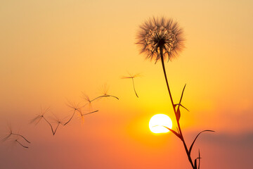 Silhouettes of flying dandelion seeds on the background of the sunset sky. Nature and botany of flowers - Powered by Adobe