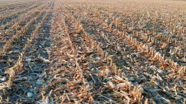 Agricultural field after corn harvest, close-up view