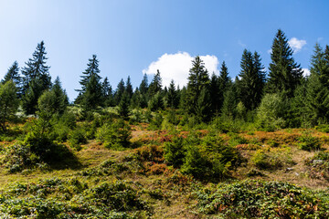 Fototapeta na wymiar Landscape with coniferous forest and blackberries near Vartop village. Bihor, Romania.