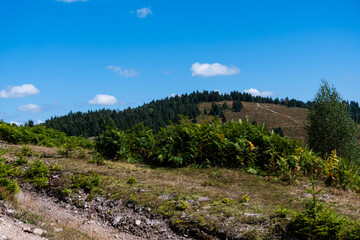 Fototapeta na wymiar Landscape with coniferous forest, ferns and blackberries near Vartop village. Bihor, Romania.
