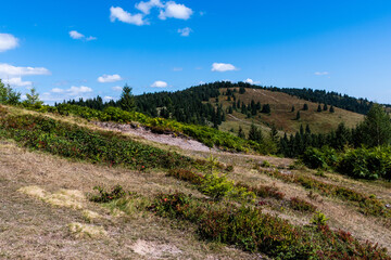 Fototapeta na wymiar Landscape with coniferous forest, ferns and blackberries near Vartop village. Bihor, Romania.