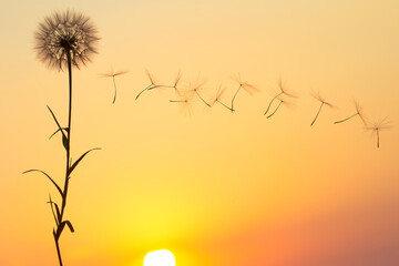 Silhouettes of flying dandelion seeds on the background of the sunset sky. Nature and botany of flowers
