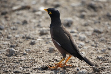 crow on the ground