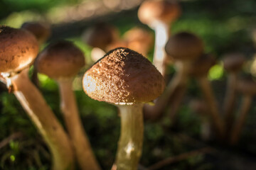 mushrooms in the forest