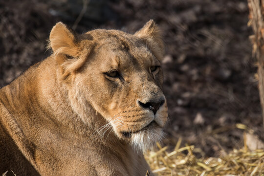 African lion, Panthera leo, female lion resting, beautiful large female, dangerous animal from the felidae family, very large predatory animal