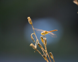 close-up of a common blue dragonfly