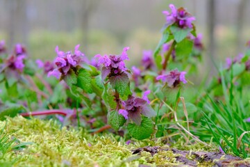 flowers in the garden