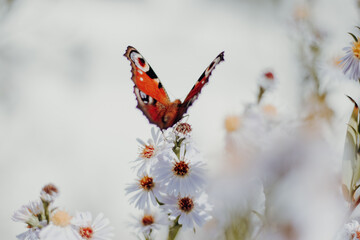 Schöner Schmetterling in der Natur