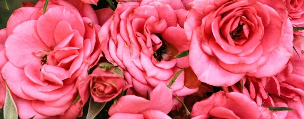 Beautiful blooming pink, coral roses flowers with green leaves growing in a summer garden. Natural background, gardening, summertime. Banner.