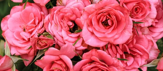 Beautiful blooming pink, coral roses flowers with green leaves growing in a summer garden. Natural background, gardening, summertime. Banner.
