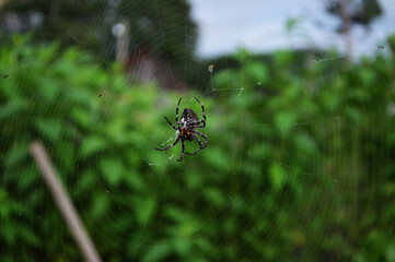 Close up of spider on web against the plants in garden