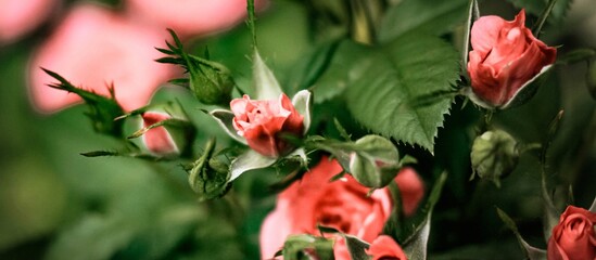 Beautiful blooming pink, coral roses flowers with green leaves growing in a summer garden. Natural background, gardening, summertime. Banner.