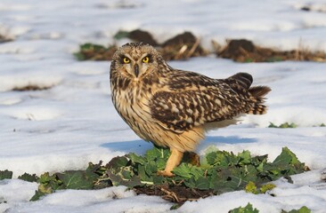 short-eared owl (Asio flammeus)
