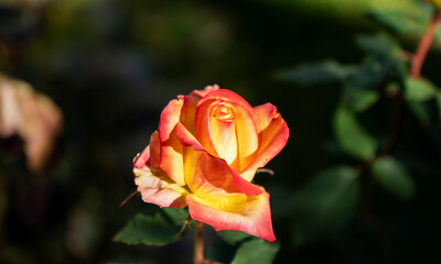 A lonely rose on a stem in the garden. Close photograph showing details of flower petals.